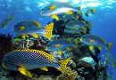เดลล์ เทคโนโลยีส์ เปิดขุมพลัง Deep Learning หนุนอาสาสมัครทั่วโลก ช่วยกันปกป้อง Great Barrier Reef แนวปะการังที่ใหญ่ที่สุดของโลก