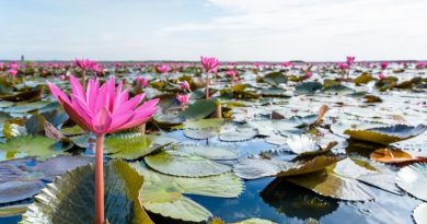 beautiful-nature-landscape-many-red-lotus-flowers-close-up-red-indian-water-lily-nymphaea-lotus-pond-thale-noi-waterfowl-reserve-park-phatthalung-province-thailand_536080-1395-390x205.jpg
