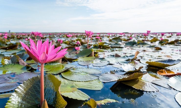 beautiful-nature-landscape-many-red-lotus-flowers-close-up-red-indian-water-lily-nymphaea-lotus-pond-thale-noi-waterfowl-reserve-park-phatthalung-province-thailand_536080-1395-740x445.jpg