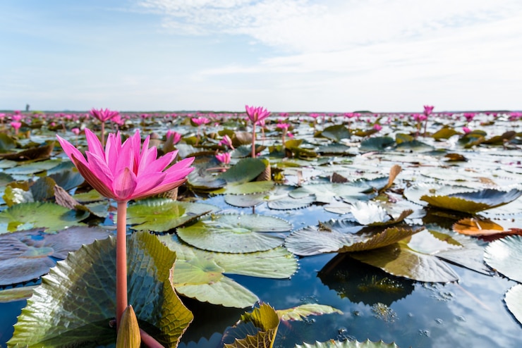 beautiful-nature-landscape-many-red-lotus-flowers-close-up-red-indian-water-lily-nymphaea-lotus-pond-thale-noi-waterfowl-reserve-park-phatthalung-province-thailand_536080-1395.jpg